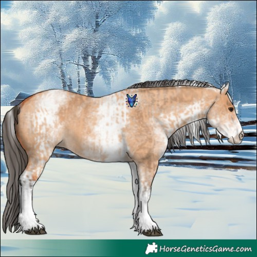 Horse Color:White Spotted Bay Dun Rabicano and White Spotted Bay Dun Rabicano