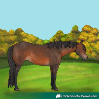 Horse Color:Brown 