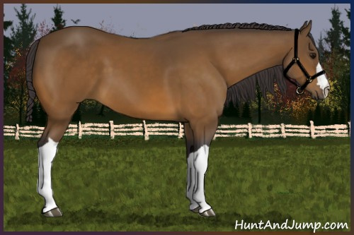 Horse Color:Buckskin