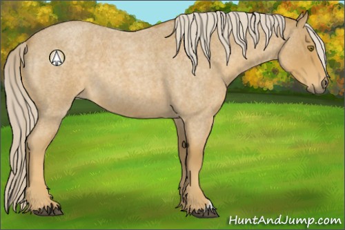 Horse Color:Palomino Roan