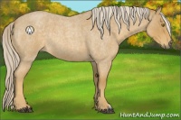 Horse Color:Palomino Roan 