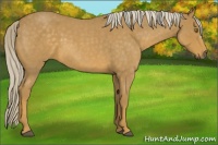 Horse Color:Palomino Roan 
