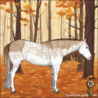 Horse Color:Red Dun Splash  and Red Dun Splash 