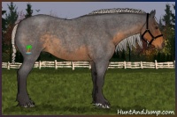 Horse Color:Silver Smoky Blue Roan 