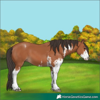 Horse Color:Bay Sabino 