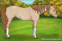 Horse Color:Red Dun Roan Splash Frame Rabicano 