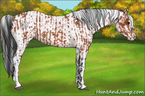 Horse Color:Bay Sabino Rabicano and Bay Sabino Rabicano