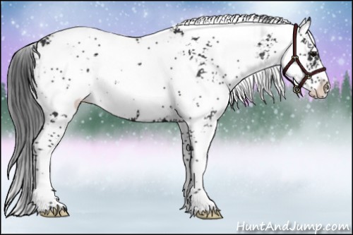 Horse Color:Black Sabino