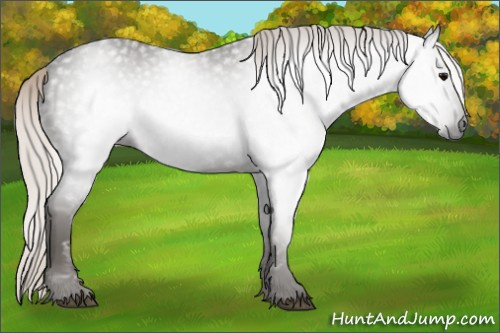 Horse Color:Gray Silver Black 