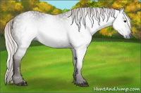 Horse Color:Gray Silver Black