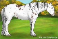 Horse Color:Bay Sabino 