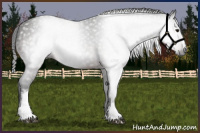 Horse Color:Gray White Spotted Brown 