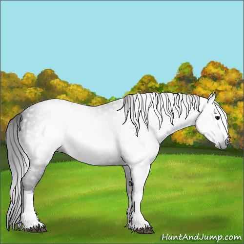 Horse Color:Gray White Spotted Black 