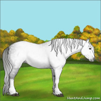 Horse Color:Gray White Spotted Black 