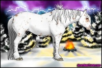 Horse Color:Bay Sabino 