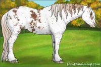 Horse Color:Chestnut Sabino
