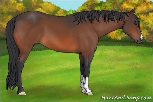 Horse Color:Brown 