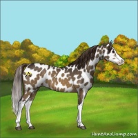 Horse Color:Buckskin Dun Splash Appaloosa 