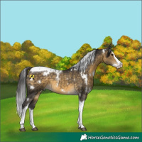 Horse Color:White Spotted Buckskin Dun Splash Tobiano