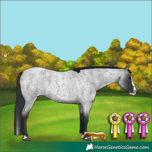 Horse Color:Blue Roan Splash 