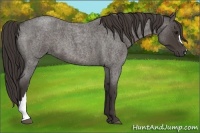 Horse Color:Smoky Blue Roan 