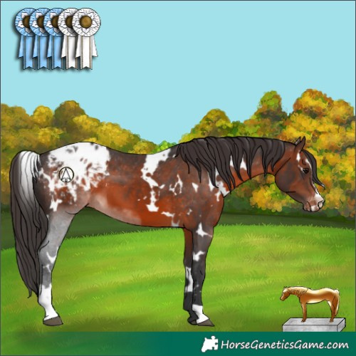 Horse Color:White Spotted Brown Sabino Appaloosa 