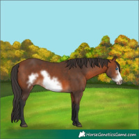 Horse Color:Bay Frame 