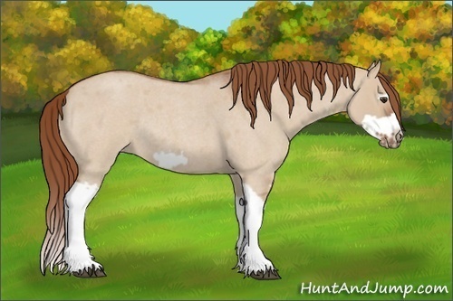 Horse Color:Red Dun Roan Splash Frame Rabicano 