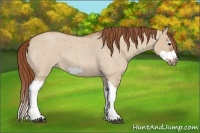 Horse Color:Red Dun Roan Splash Frame Rabicano