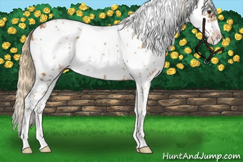 Horse Color:Chestnut Sabino