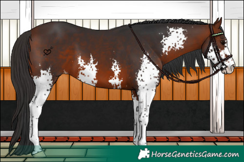 Horse Color:Bay Sabino 