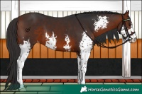 Horse Color:Bay Sabino 