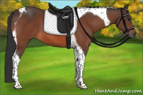 Horse Color:Bay Tobiano 