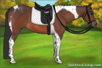 Horse Color:Bay Tobiano 