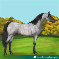 Horse Color:Brown Roan