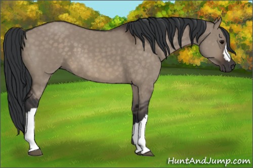 Horse Color:Brown Dun 