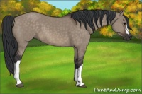 Horse Color:Brown Dun 