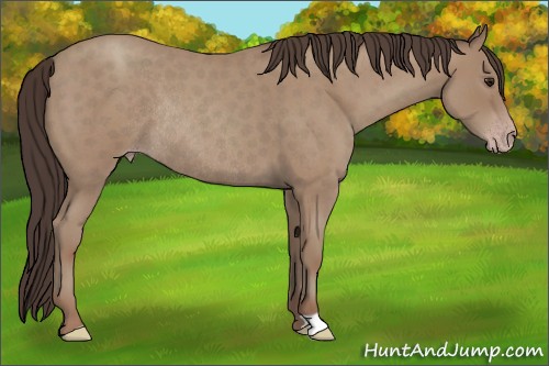 Horse Color:Classic Champagne Roan Rabicano 