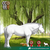 Horse Color:White Spotted Black Splash Tobiano Rabicano