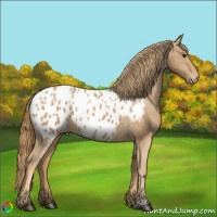 Horse Color:Chestnut Appaloosa