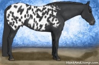 Horse Color:Black Appaloosa 