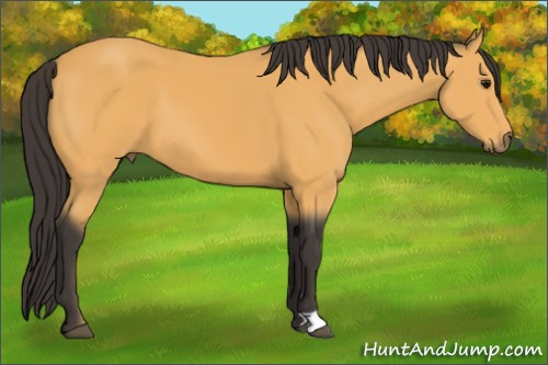 Horse Color:Buckskin 