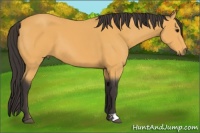 Horse Color:Buckskin 