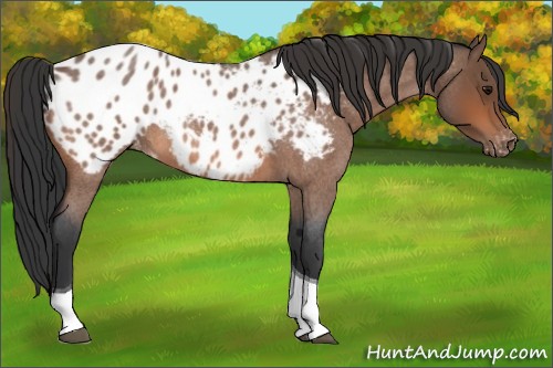 Horse Color:Bay Roan Tobiano Near Leopard 