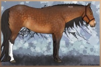 Horse Color:Buckskin 