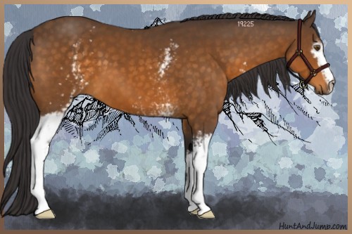 Horse Color:White Spotted Buckskin 
