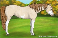 Horse Color:Red Dun Roan Splash Frame Rabicano 