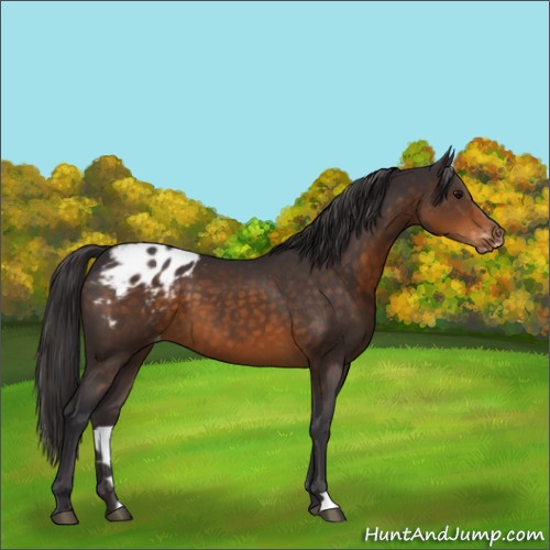 Horse Color:Buckskin Appaloosa 