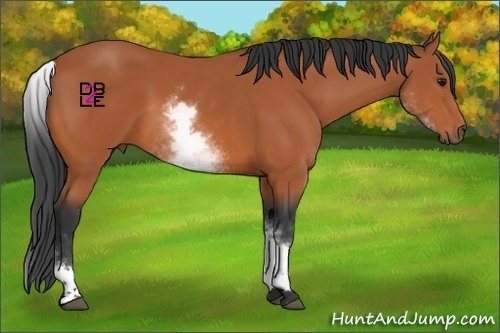 Horse Color:White Spotted Bay Sabino 