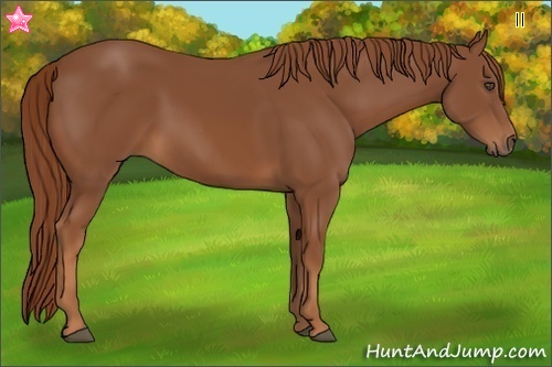 Horse Color:Chestnut Rabicano